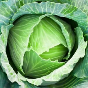 Cabbage seed