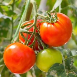 Tomato