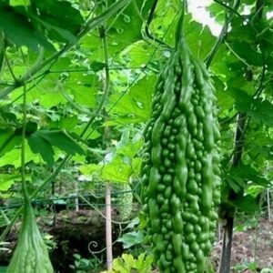 Bitter gourd