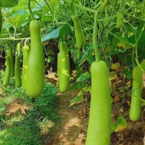 Bottle gourd