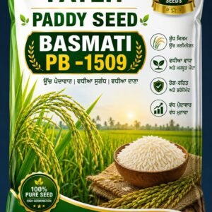 Paddy