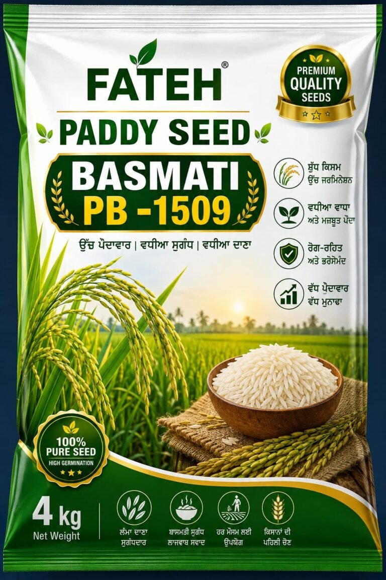 Paddy