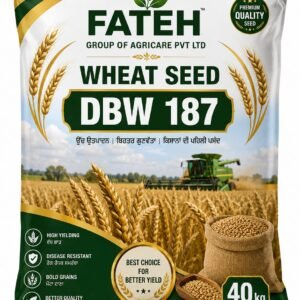 WHEAT DBW 187