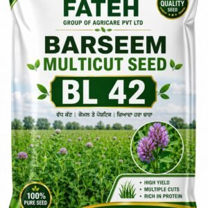 BARSEEN BL 42