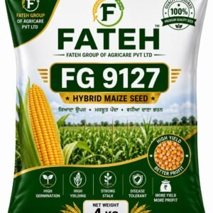 Makki (Maize) FG 9127