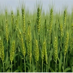 B1 seed enquiry image for FATEH