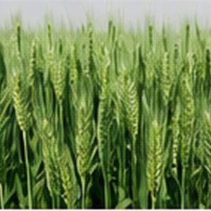 B10 seed enquiry image for FATEH