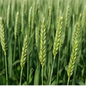 BL 42 seed enquiry image for FATEH