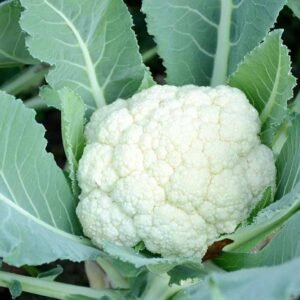 Cauliflower seed