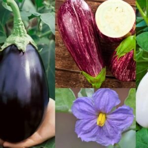 Brinjal
