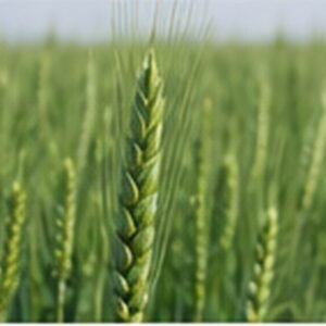 Hardu seed enquiry image for FATEH